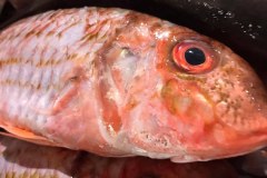 Red mullet