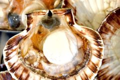 Opened Scallops